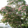 威海の花
