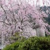 野鳥の世界は今回お休みし桜のお花見をしてきました。