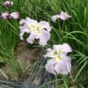 新発田五十公野公園　あやめ園