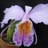 C.mossiae
