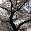 4月10日　桜の森の満開の下