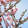 3月2日(金)晴れ、今日午前中、大倉山公園梅林で梅花を観て撮り歩き印象です。