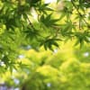新緑の覚園寺