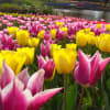 昭和記念公園　2011年春