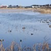 2017/02 如月雨水の館林城沼を往く