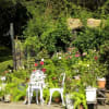 都立神代植物公園のバラ　２０１２・１０・１１