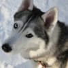 雪とハスキーとボーダー