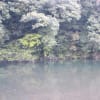 【五十鈴川】 おりょうの万葉浴