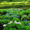 京都の紫陽花　その１（三室戸寺）