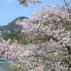 桜が満開です。