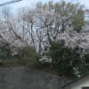 夢見ヶ崎の桜