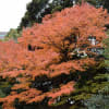 2015/12 小石川後楽園