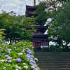 本土寺で、紫陽花と菖蒲
