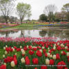 2012年国営昭和記念公園のチューリップ