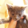 ちびにゃんず１週間!!