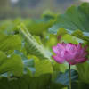 上野不忍池のハスの花