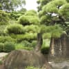 四国、内子の本芳我家住宅の松、坂本龍馬像、桂浜付近の松の巨木　right wise