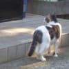 自然と猫