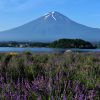 花と富士山