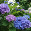 紫陽花のような6月