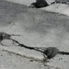 フィリピンでの道路工事
