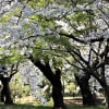 亀城公園のソメイヨシノは略満開だった、