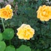 平成26年元旦　1時間半の散策で撮影した花　～正月も沖縄は花盛り～