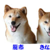 きなこ・やよい