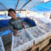クラゲ塩漬け作業インドネシア