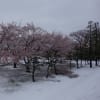 20200329 3月29日の生田の雪と桜