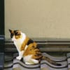 あの頃チャンネル(2009年05月10日～2009年05月16日)