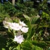 上野公園・・・西郷隆盛像、銀杏、花園稲荷、ツワブキ～散策