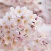 習志野の桜　３月３０日