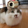 たんたん（2013-2）