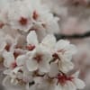 新境川の桃十郎桜が満開です(*^_^*)