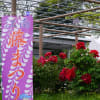 江南ふじまつり２(曼陀羅寺公園内)第49回