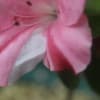 皐月　花弁が咲き分け