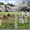 2017年春、桜と愛犬の鈴と風愛