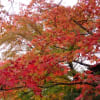 箱根美術館の紅葉（２）
