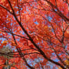 栃木県・高原山　大間々台の紅葉