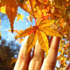 カエデ(楓)冬紅葉
