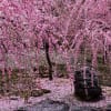 京都 城南宮の枝垂れ梅