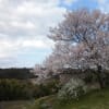 比叡山枝尾根農道の桜