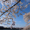 渡し船で桜を楽しむ　”みちのく三大桜名所”岩手・北上展勝地