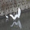 鳥たちの楽園