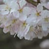 2013年3月春めき桜（南足柄市）