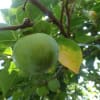 趣味の家庭菜園にて～