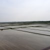 菅生沼土地改良区の圃場の田植え風景