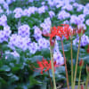 奈良県橿原市　本薬師寺跡畝傍の布袋葵（ホテイアオイ）（11枚）　2012年9月22日