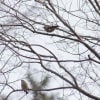 ３月の大阪城公園の野鳥
